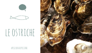 Pescheria Il Piscione Pesci stagione Ostriche Ciriè
