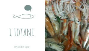 Pescheria Il Piscione Pesci di stagione Totani Ciriè