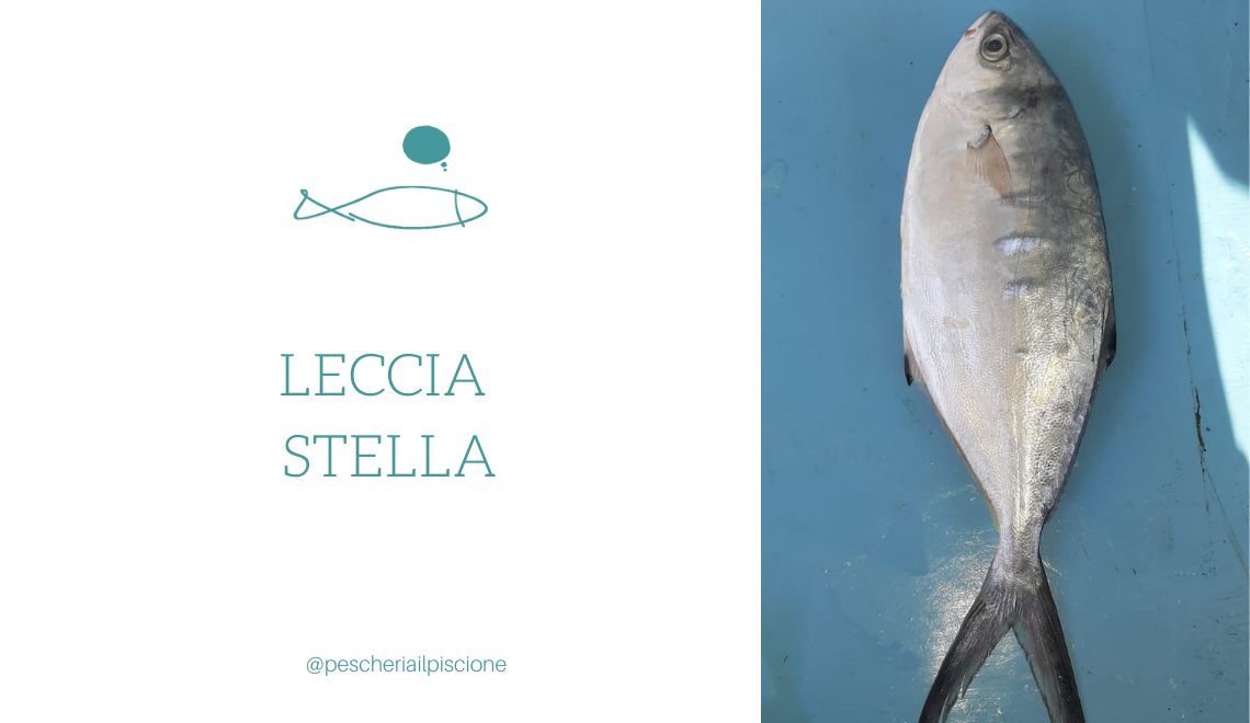 Pescheria Il Piscione Leccia Stella